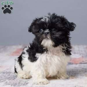 River, Shih Tzu Puppy
